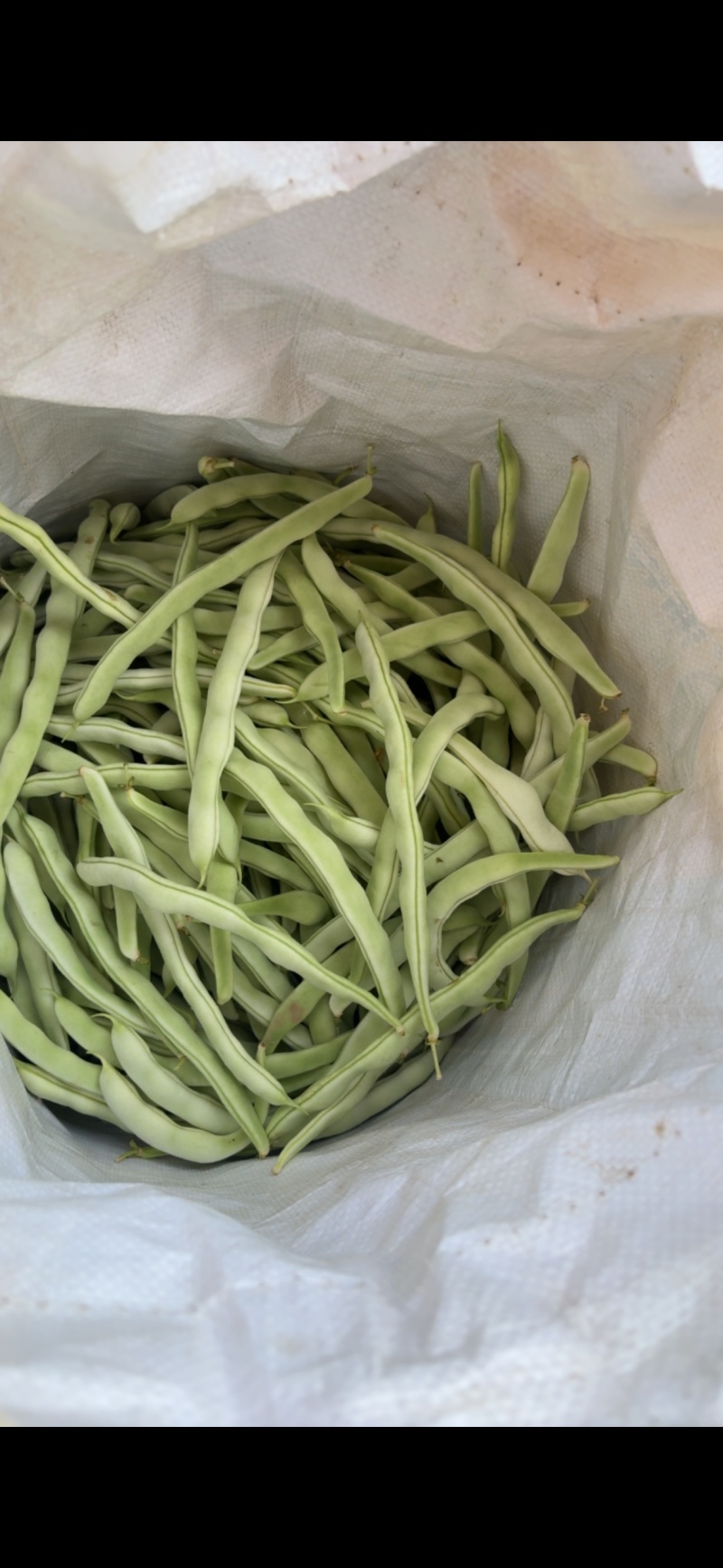 白不老四季豆豆角