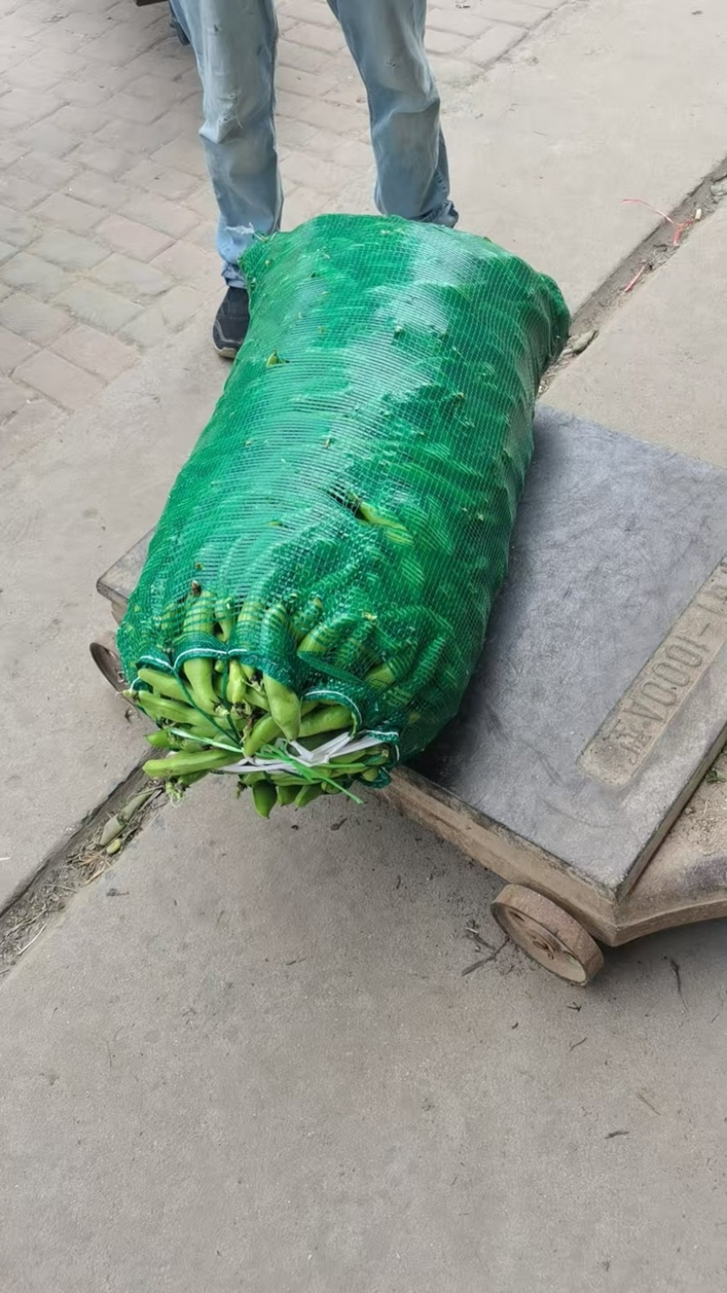 精品蚕豆/江苏盐城大丰区基地供货/对接全国采购商