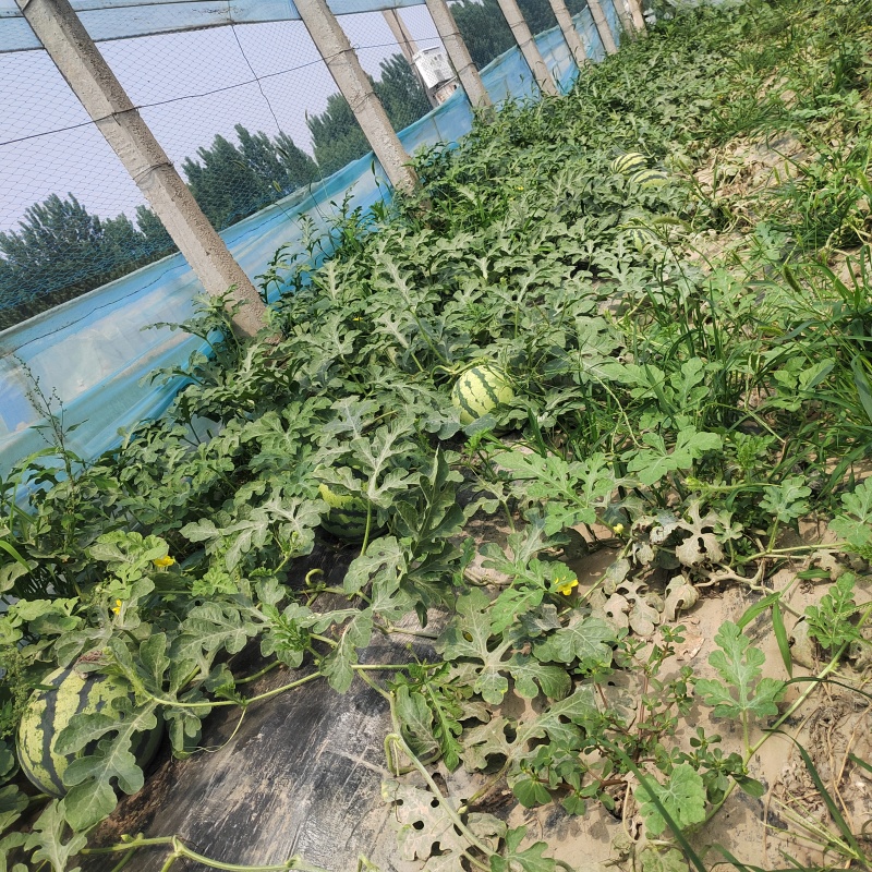 精品美都麒麟84240基地直採！欢迎选购