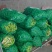 精品蚕豆大量上市/基地供货/欢迎全国采购商前来采购
