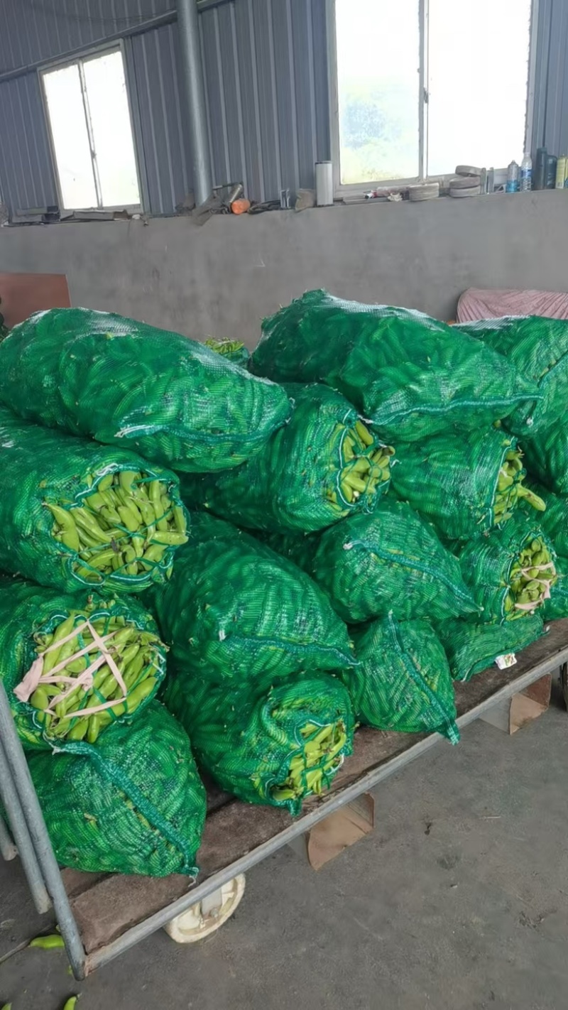 精品蚕豆大量上市/基地供货/欢迎全国采购商前来采购