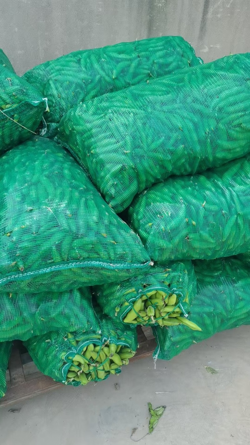 精品蚕豆大量上市/基地供货/欢迎全国采购商前来采购