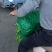 精品蚕豆大量上市/基地供货/欢迎全国采购商前来采购