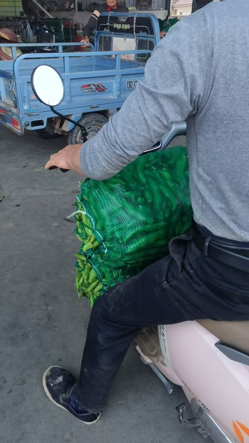 精品蚕豆大量上市/基地供货/欢迎全国采购商前来采购