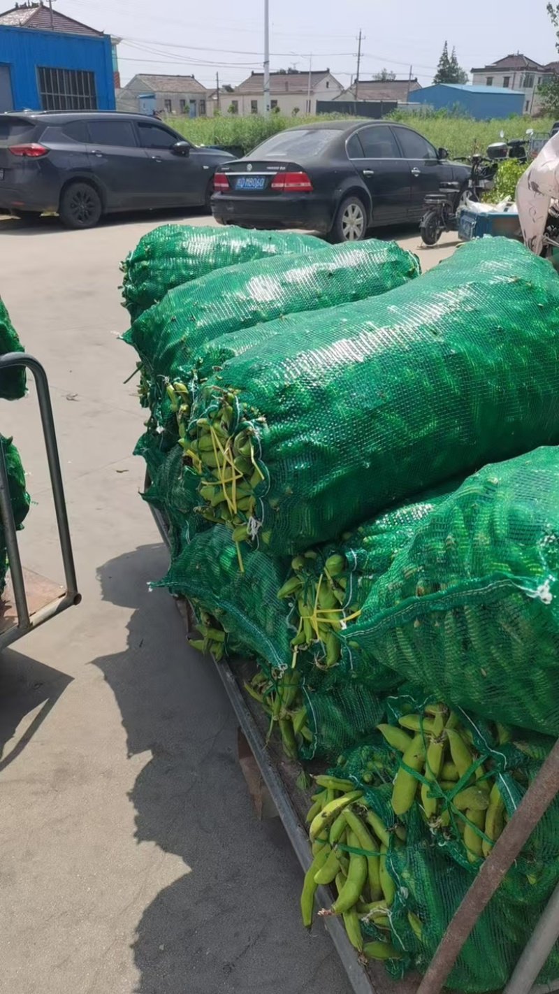 精品蚕豆大量上市/基地供货/对接全国采购商