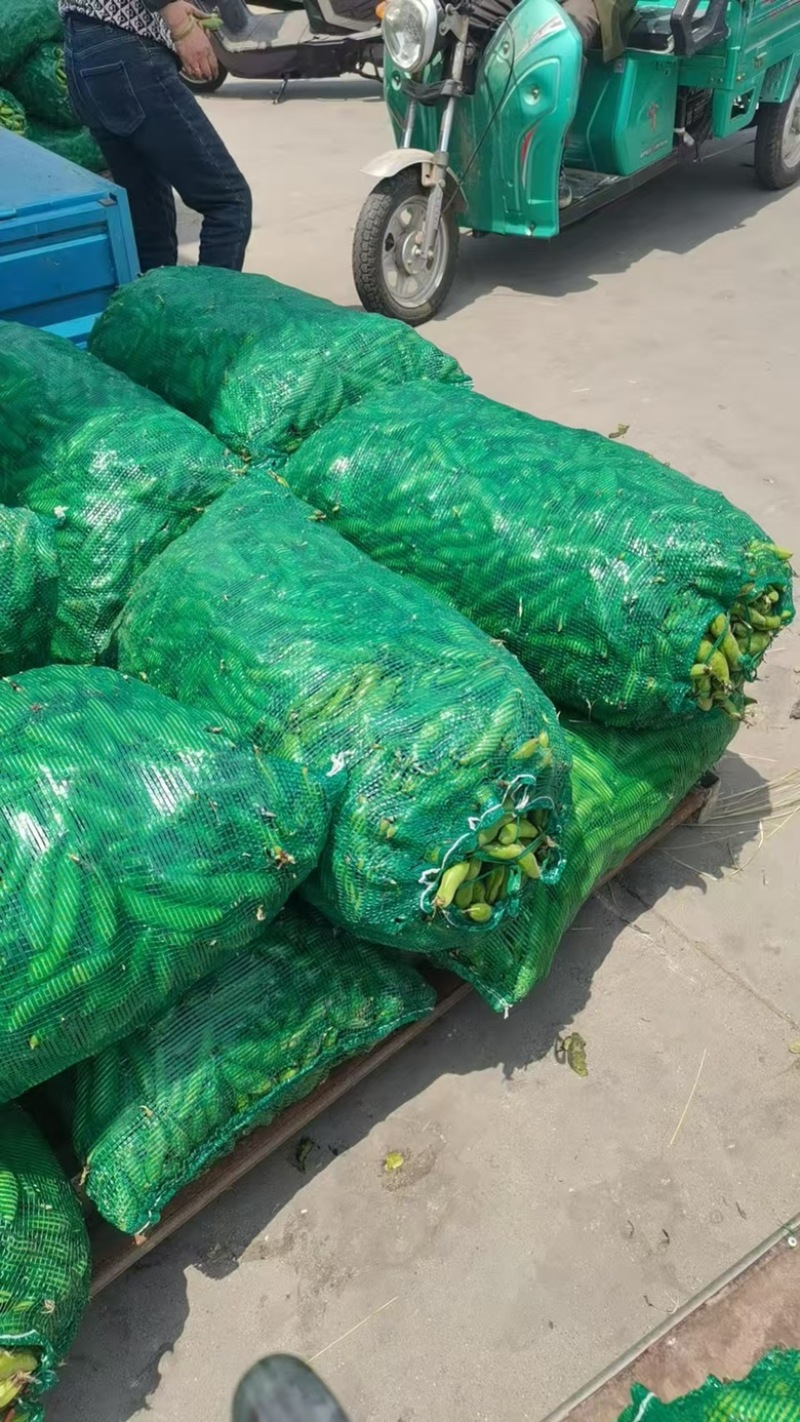 精品蚕豆大量上市/基地供货/对接全国采购商