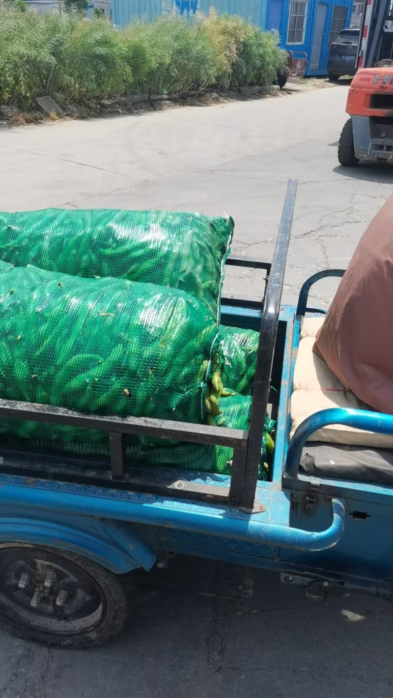 精品蚕豆大量上市/基地供货/对接全国采购商