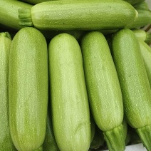 精品西葫芦大量供应一手货源山西运城产地批发量大