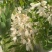 2026年甘肃洋槐花新鲜野生山野菜可食用花骨
