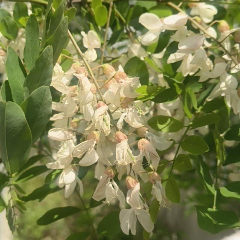 2026年甘肃洋槐花新鲜野生山野菜可食用花骨