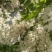 2026年甘肃洋槐花新鲜野生山野菜可食用花骨