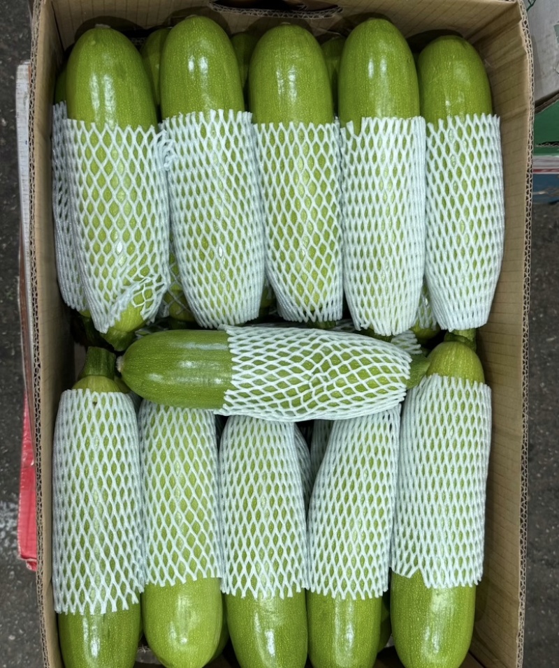 精品西葫芦大量供应一手货源山西运城产地批发量大