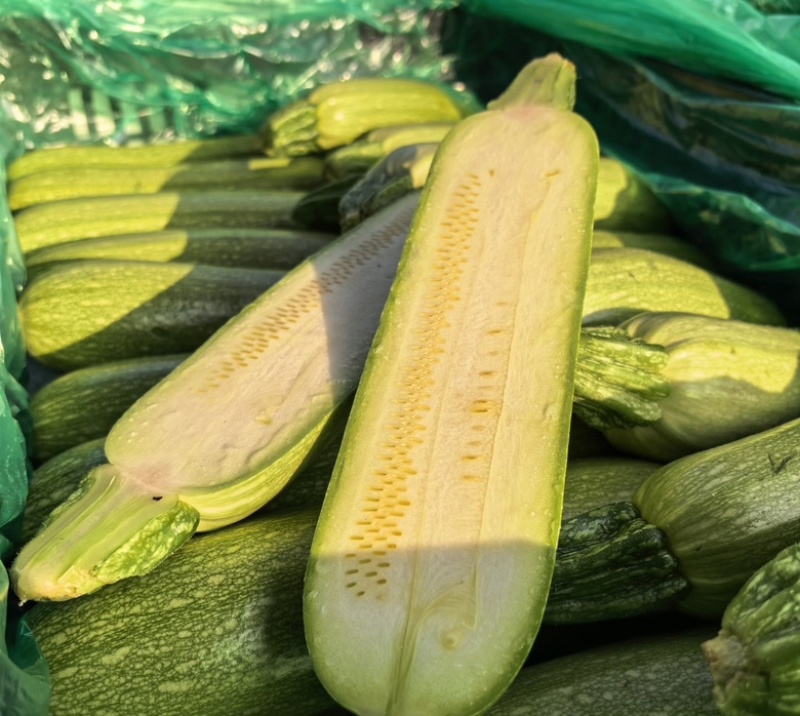 精品西葫芦大量供应一手货源山西运城产地批发量大