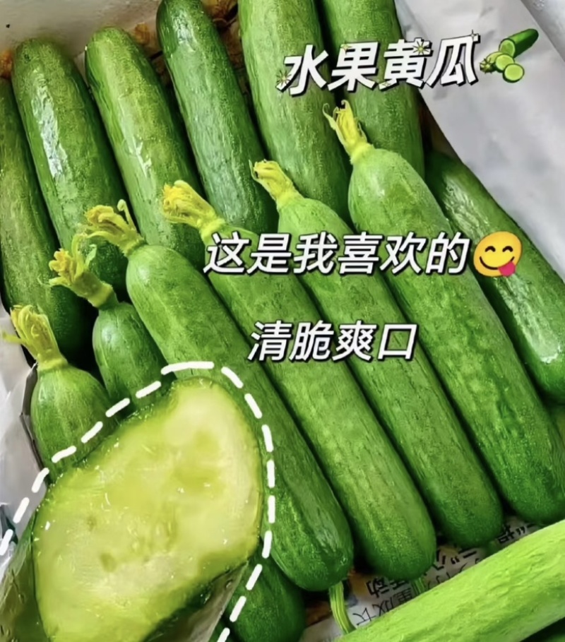 山西水果黄瓜小黄瓜，大量供应新鲜采摘货源充足