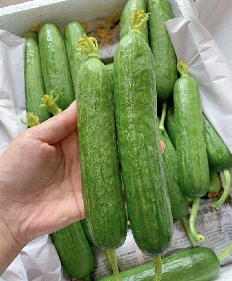 山西水果黄瓜小黄瓜，大量供应新鲜采摘货源充足