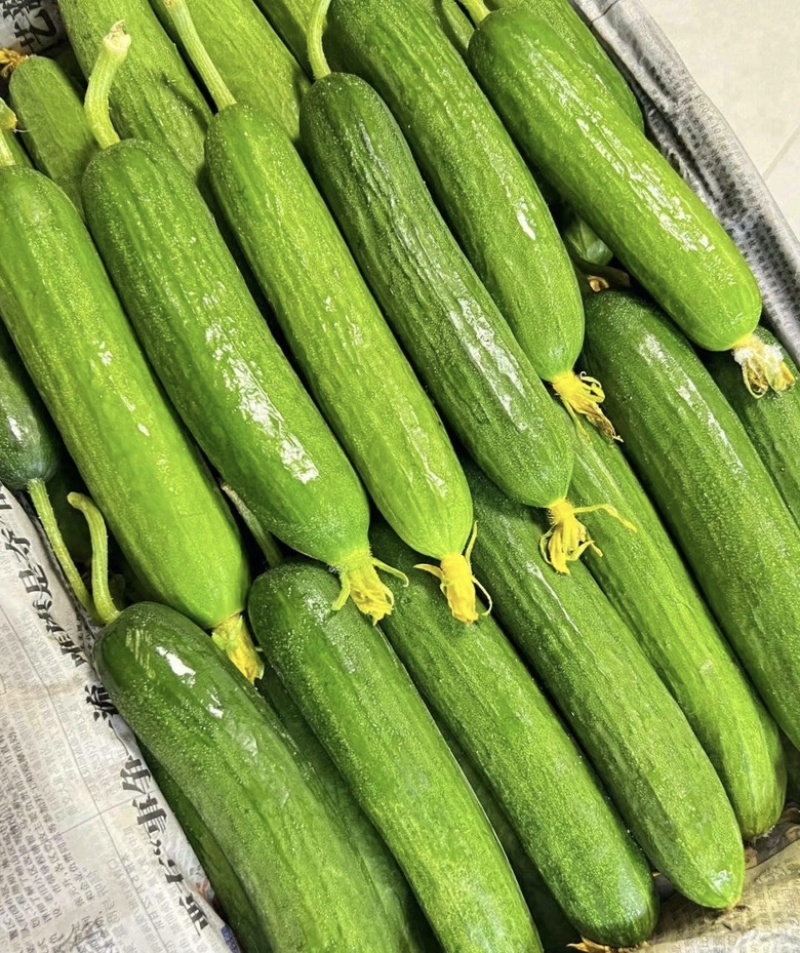 山西水果黄瓜小黄瓜，大量供应新鲜采摘货源充足