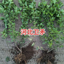 胶东卫矛大量有货