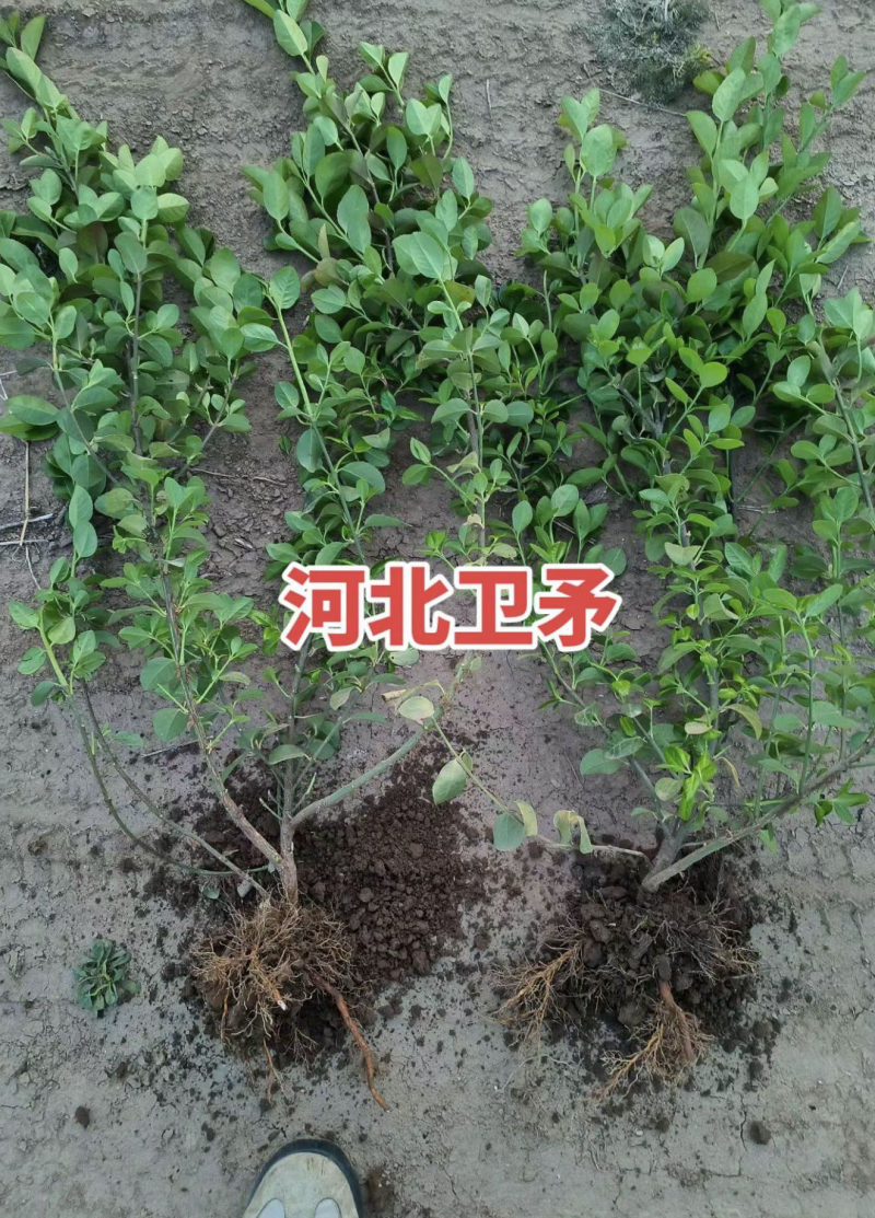 胶东卫矛大量有货