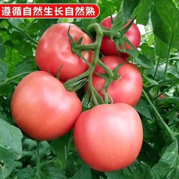 莘县硬粉西红柿，源头直供，当天采摘，欢迎老板订购