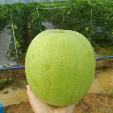 翡翠香芋冬瓜