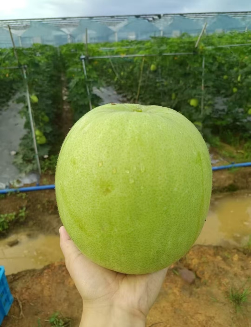 翡翠香芋冬瓜