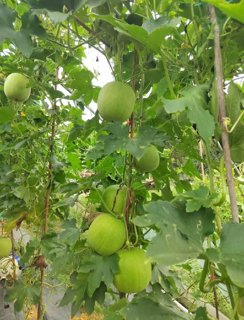 翡翠香芋冬瓜