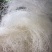 龙须雪燕批发雪燕好货无杂质拉丝雪燕品质好泡发高大量批发