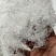 龙须雪燕批发雪燕好货无杂质拉丝雪燕品质好泡发高大量批发