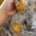 (工厂价)佛跳墙鲍汁鸽吞翅味道好酒店直供批发