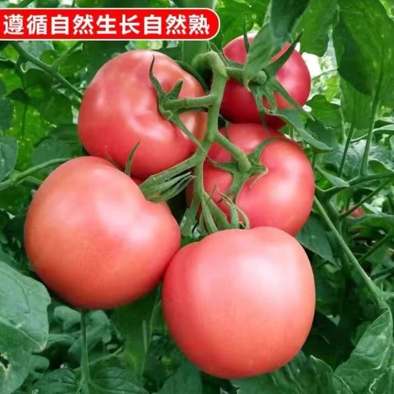 莘县硬粉西红柿，源头直供，当天采摘，欢迎老板订购
