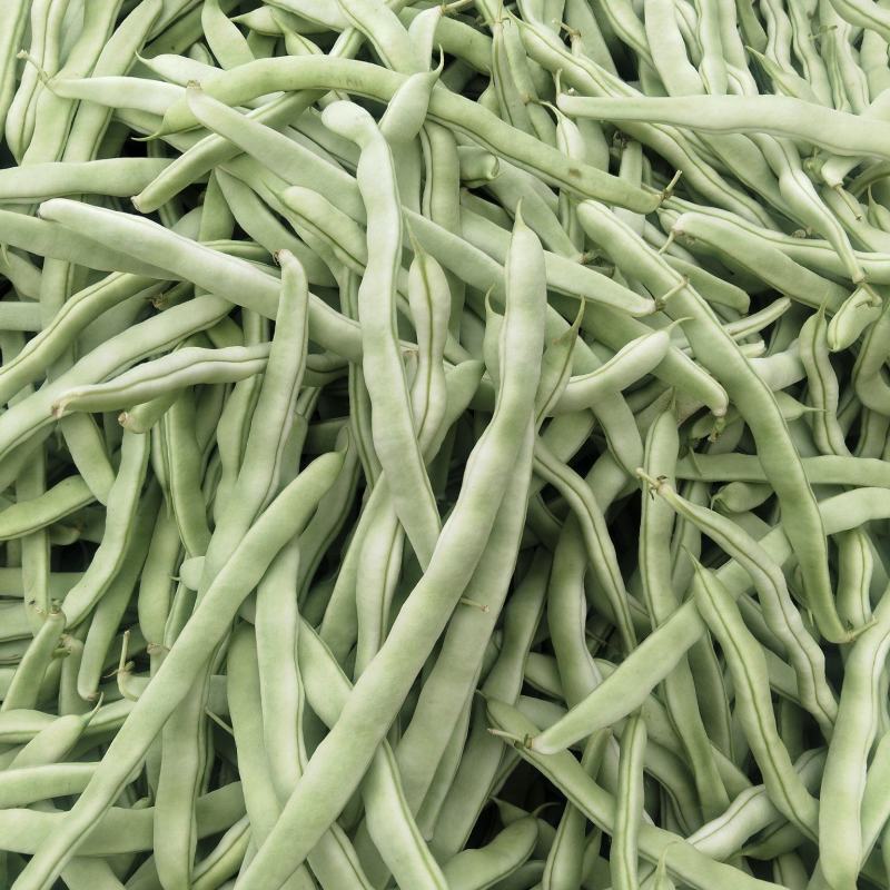 四季豆大量上市产地直发