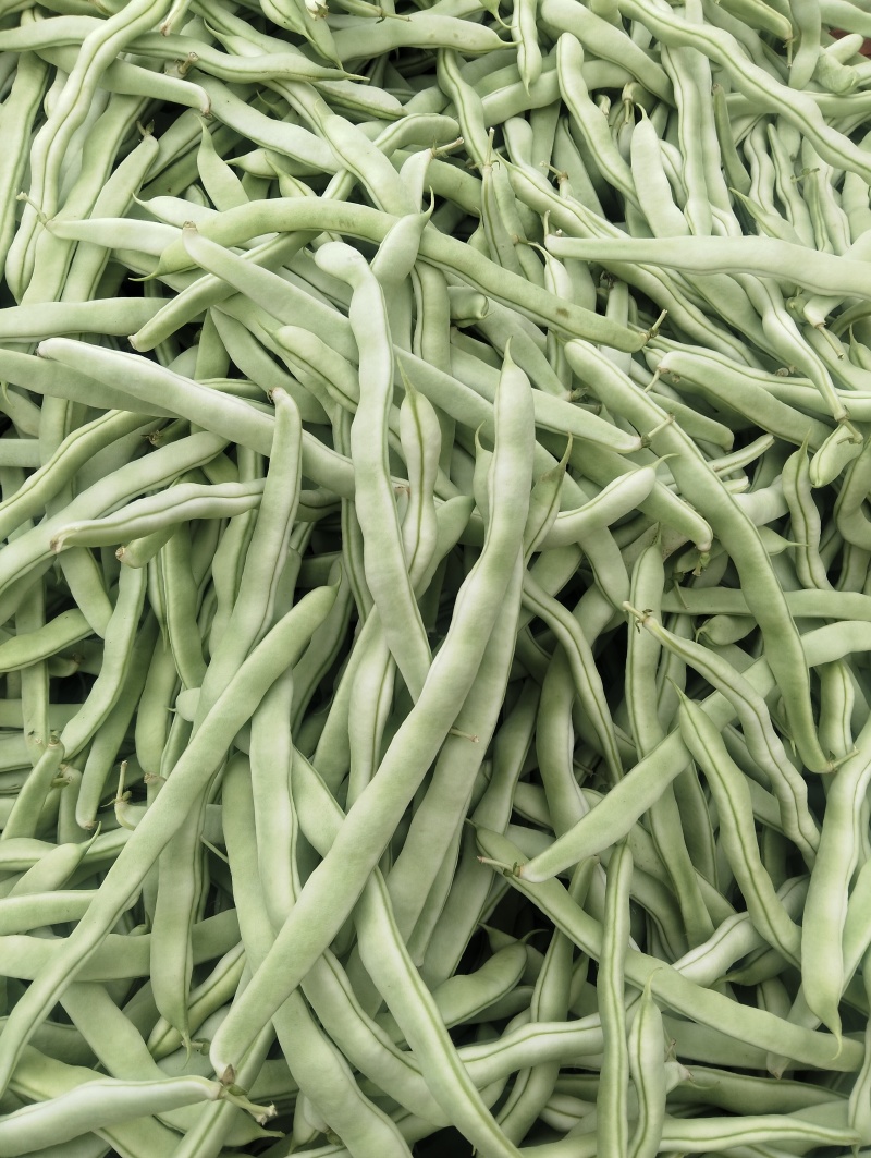 四季豆大量上市产地直发