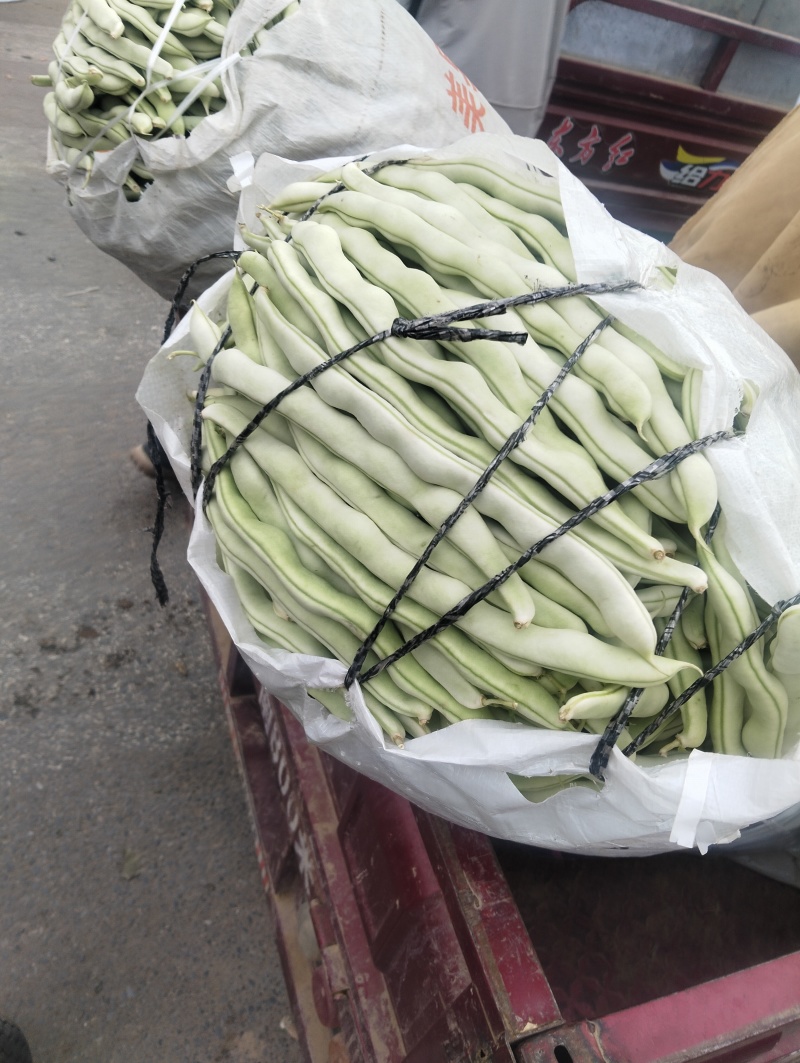 四季豆大量上市产地直发