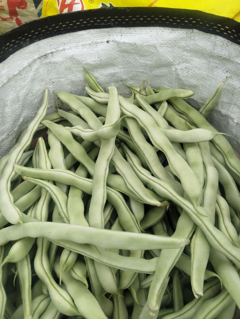 四季豆大量上市产地直发
