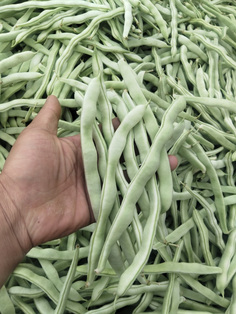 四季豆大量上市产地直发