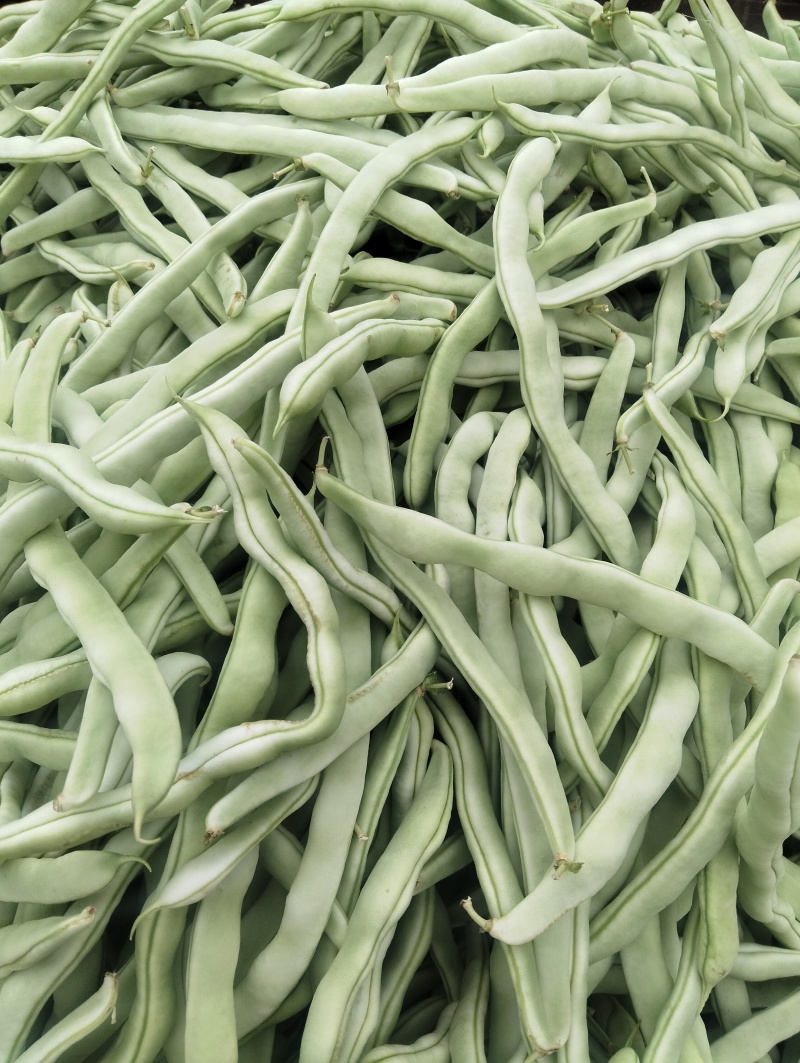 四季豆大量上市产地直发