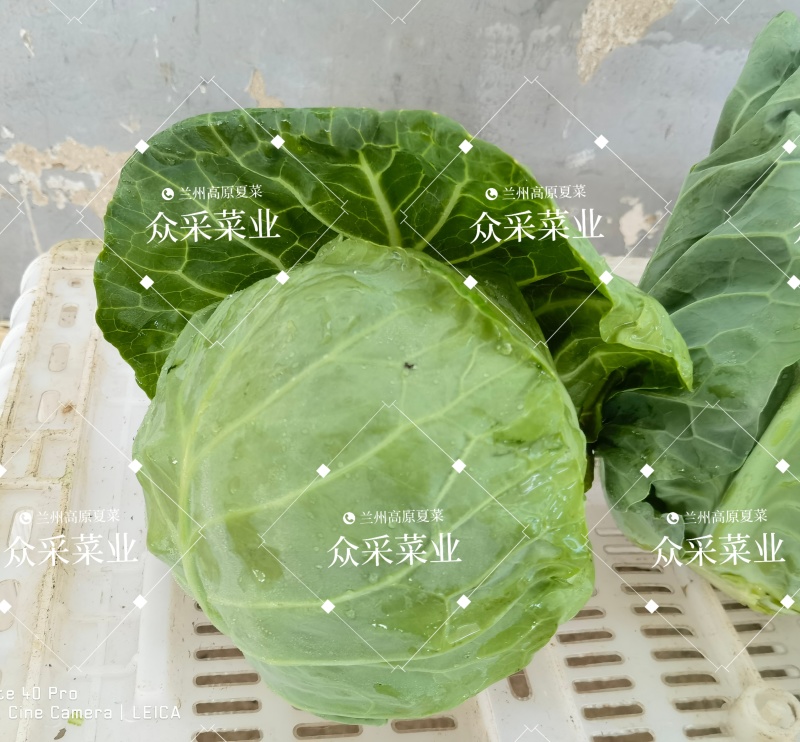 甘兰/包菜/圆包菜/甘蓝通货/精品规格齐全可打包