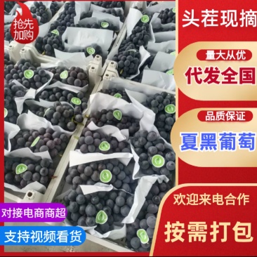 精品葡萄产地一手货源百亩地种植基地全国可发货
