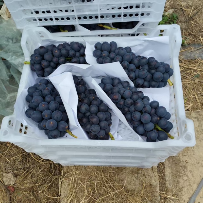 精品葡萄产地一手货源百亩地种植基地全国可发货