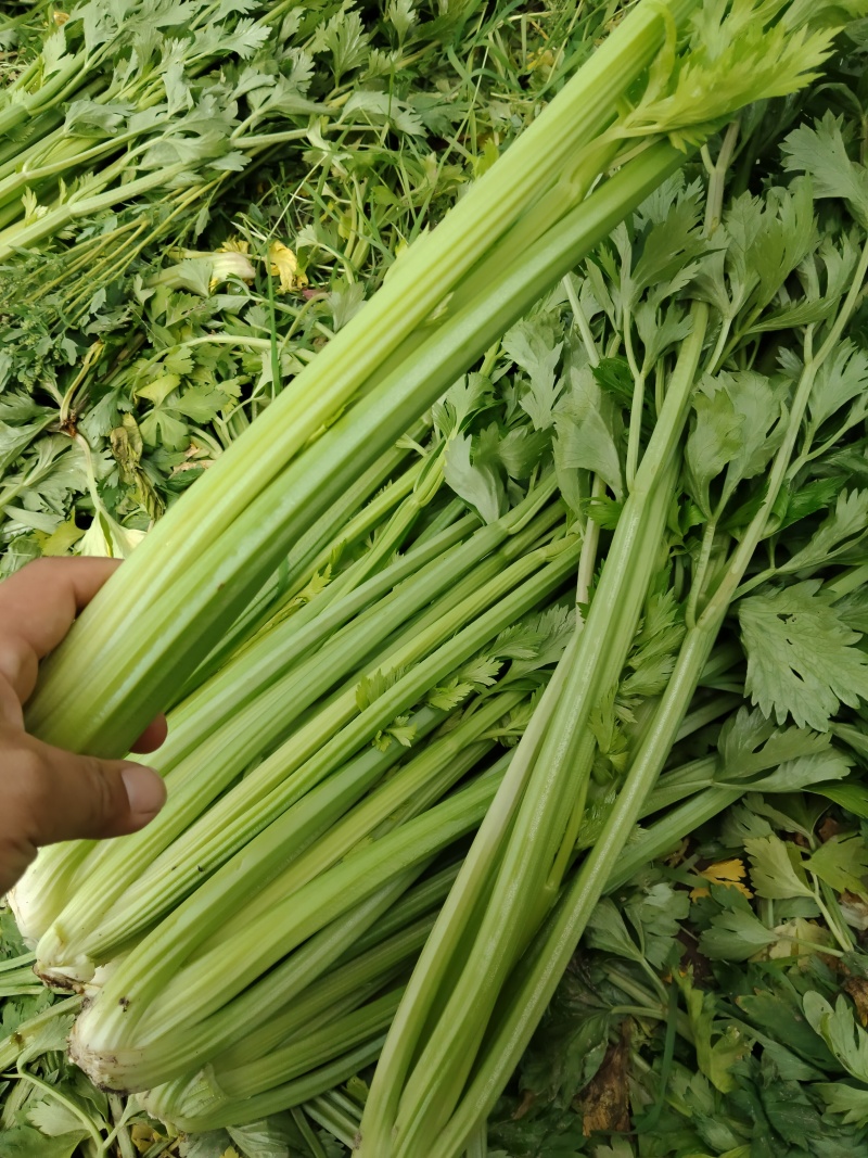江苏精品西芹大量上市产地直发量大从优对接市场商超食堂