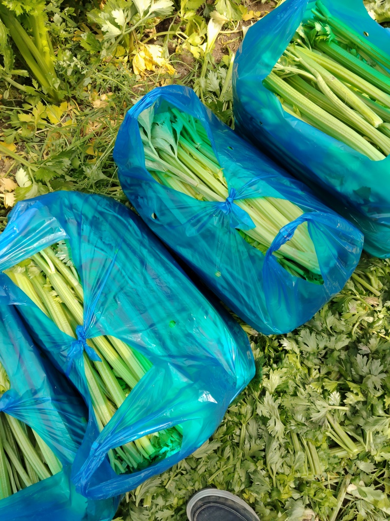 江苏精品西芹大量上市产地直发量大从优对接市场商超食堂
