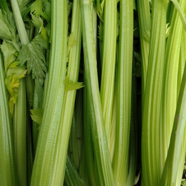 江苏精品西芹大量上市产地直发量大从优对接市场商超食堂