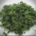 长白山人参花人参花蕾养生茶饮秋冬进补火锅食材