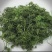 长白山人参花人参花蕾养生茶饮秋冬进补火锅食材