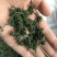 长白山人参花茶8年野生大花蕾250g罐正品新货人参花特级