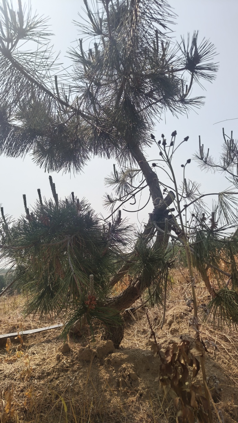 地栽造型黑松，黑松童子功造型盆景素材，黑松半吊子。老化好