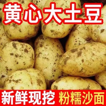 云南正宗土豆高山种植沙面黄心马铃薯蔬菜洋芋现挖