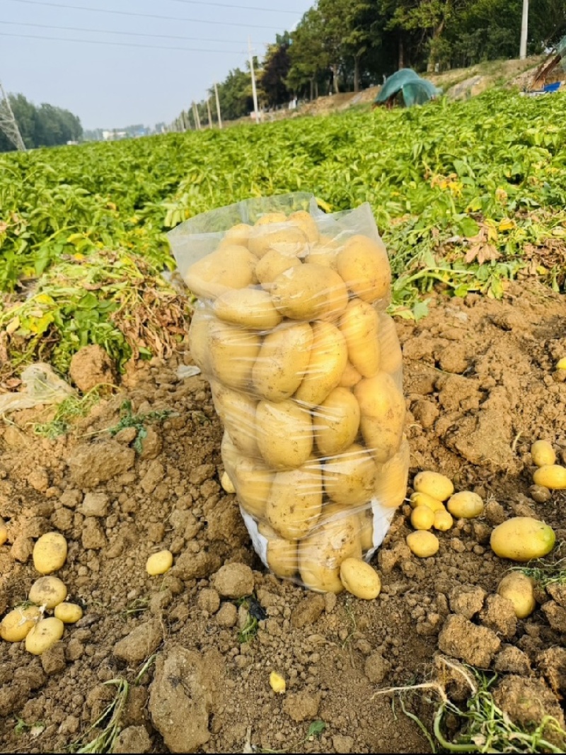 云南正宗土豆高山种植沙面黄心马铃薯蔬菜洋芋现挖