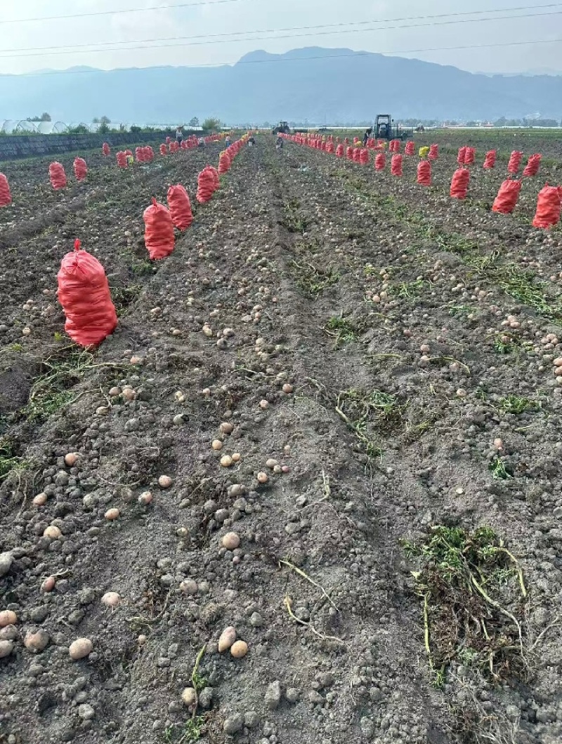 云南正宗土豆高山种植沙面黄心马铃薯蔬菜洋芋现挖