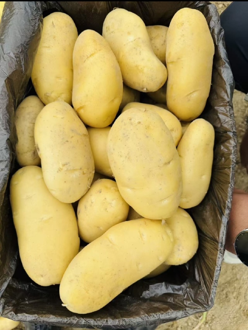 云南正宗土豆高山种植沙面黄心马铃薯蔬菜洋芋现挖